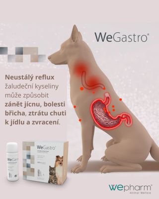 Jeden den všechno v pořádku, druhý den zvracení nebo průjem. Citlivé trávení umí potrápit psy i kočky a často se vrací...