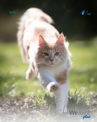 Ještě včera Vaše kočička běhala po celém bytě a dneska váhá, zda vyskočí na gauč? Kloubní potíže přicházejí nenápadně, ale...