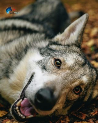 Zima se blíží a naši chlupáči potřebují trochu extra péče. ❄️ Chladnější dny znamenají kratší procházky, sušší vzduch a...
