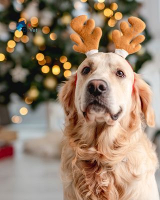 Krásnou třetí adventní neděli! 🕯️❄️🐾 Dny se zklidňují, světla adventu přibývají a naši mazlíčci nám připomínají, že...